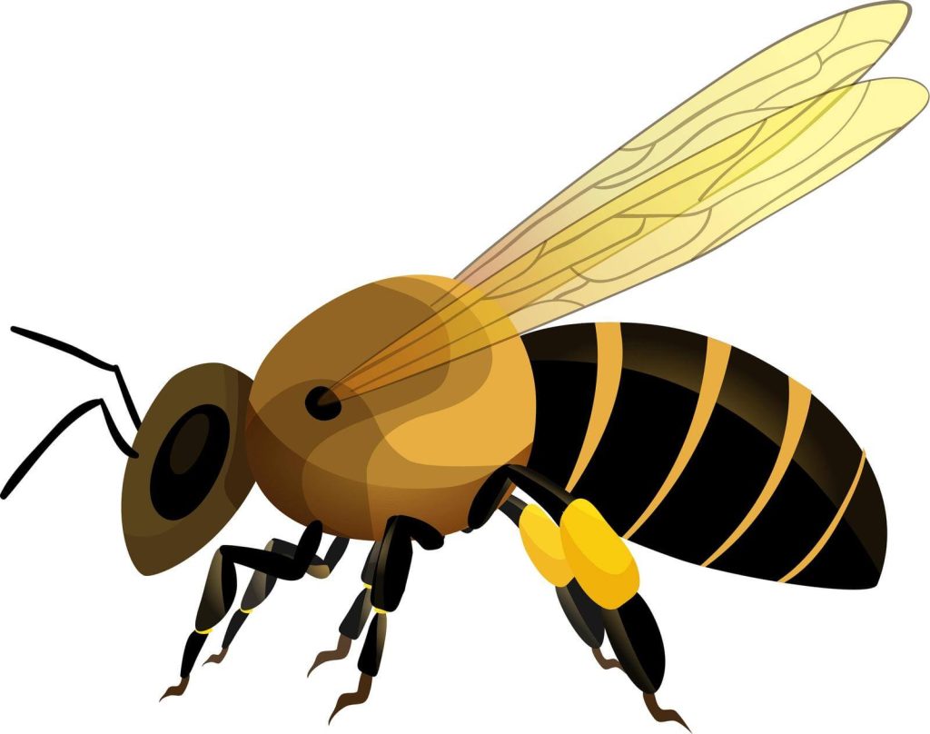 Natural Bee Sting Remedy - Works Like Magic! 15 bee sting hack