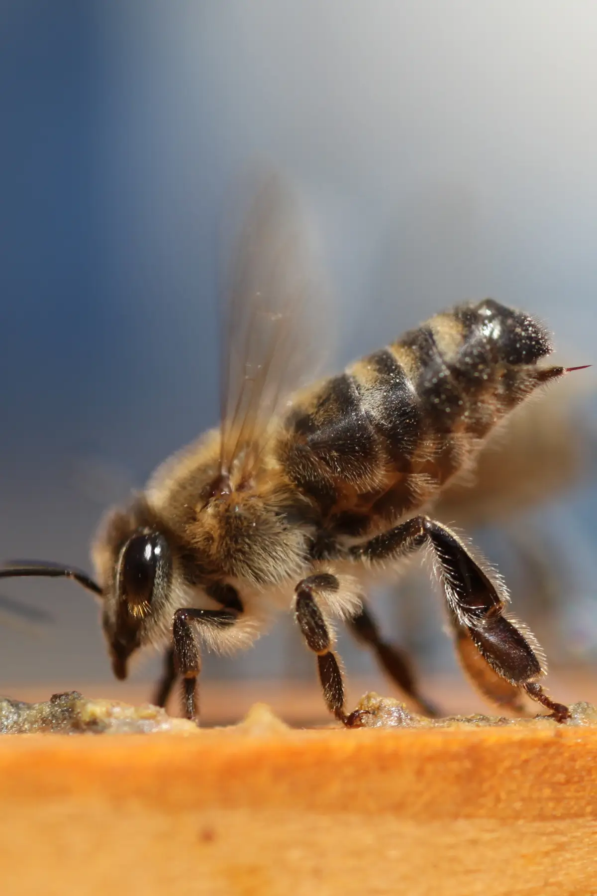 Natural Bee Sting Remedy - Works Like Magic! 11 bee sting first aid home remedy