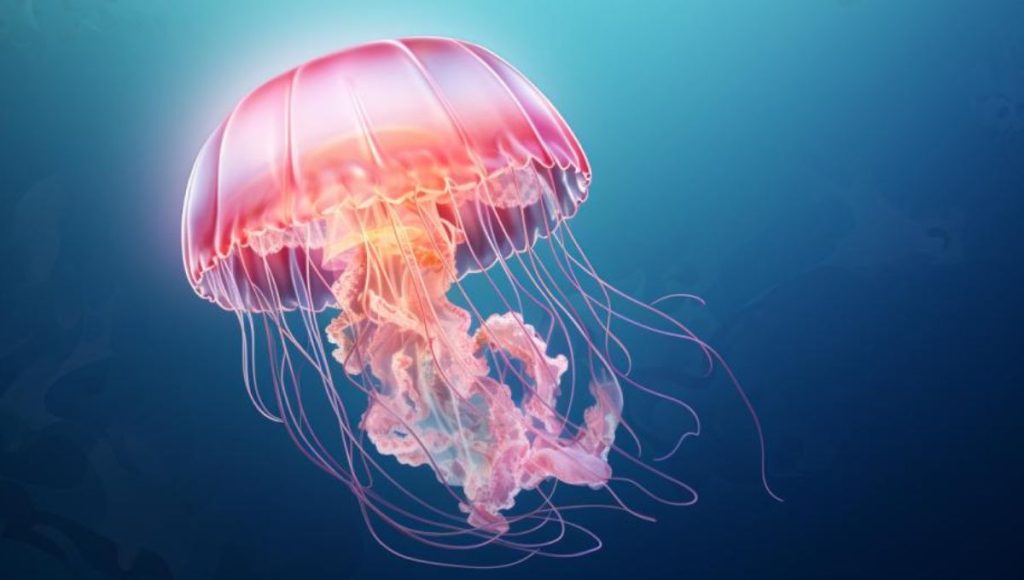 a vector image of a jellyfish for a learning content about animals